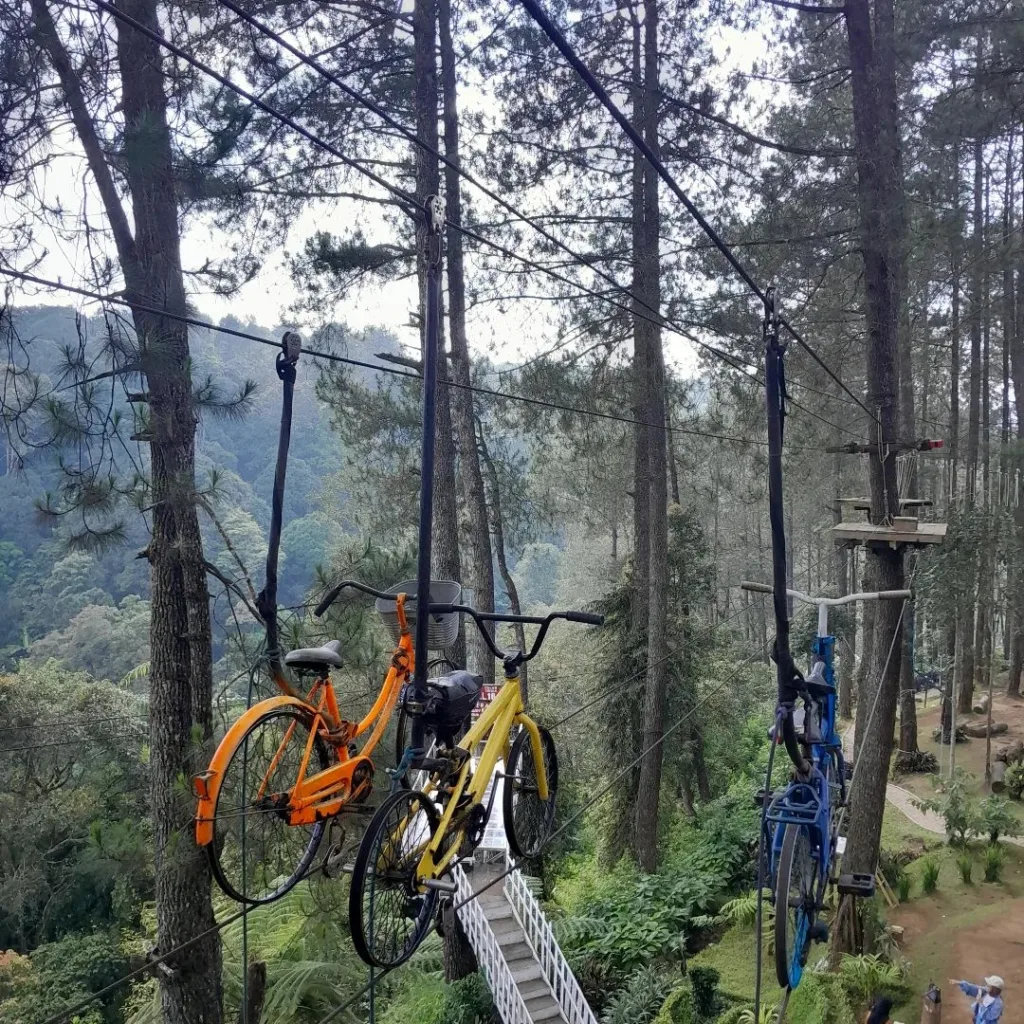 Wisata Hutan Pinus Cikole PAL 16 - tempat Outbound di Lembang