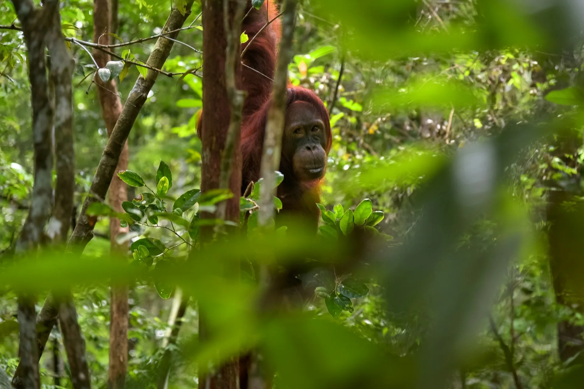 ide liburan, taman nasional tanjung puting