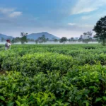 kebun teh wonosari, kebun teh malabar