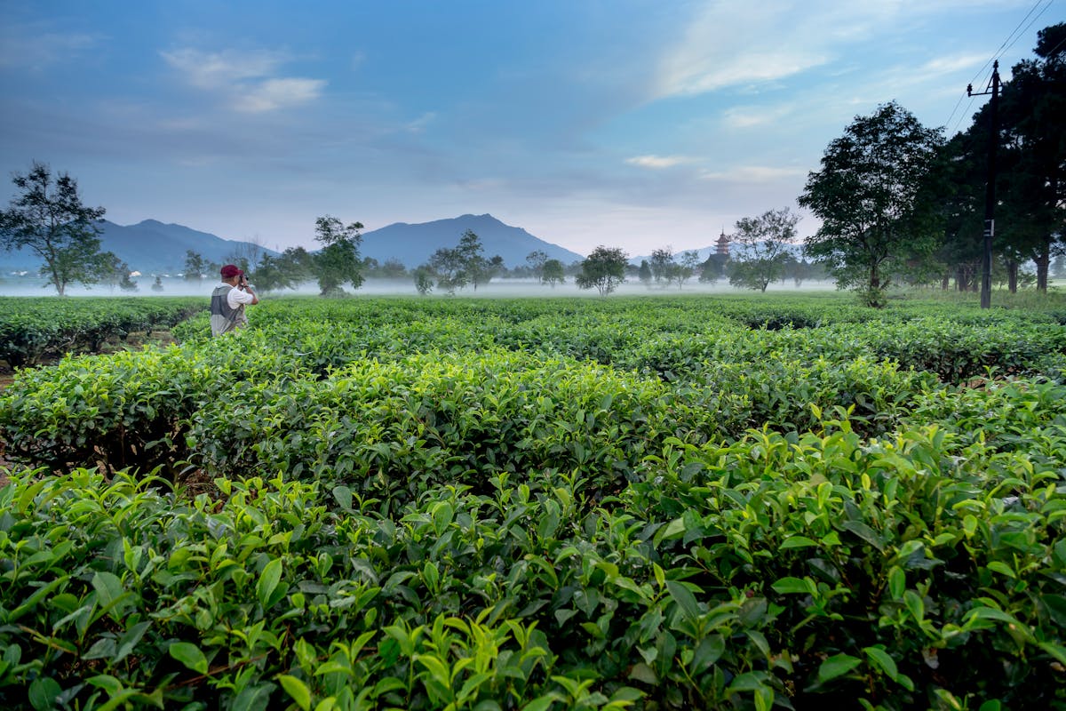 kebun teh wonosari