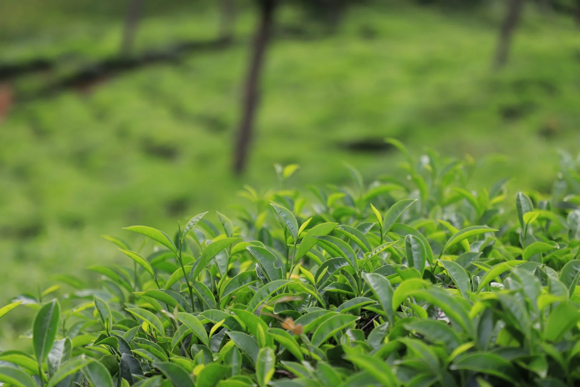 kebun teh wonosari