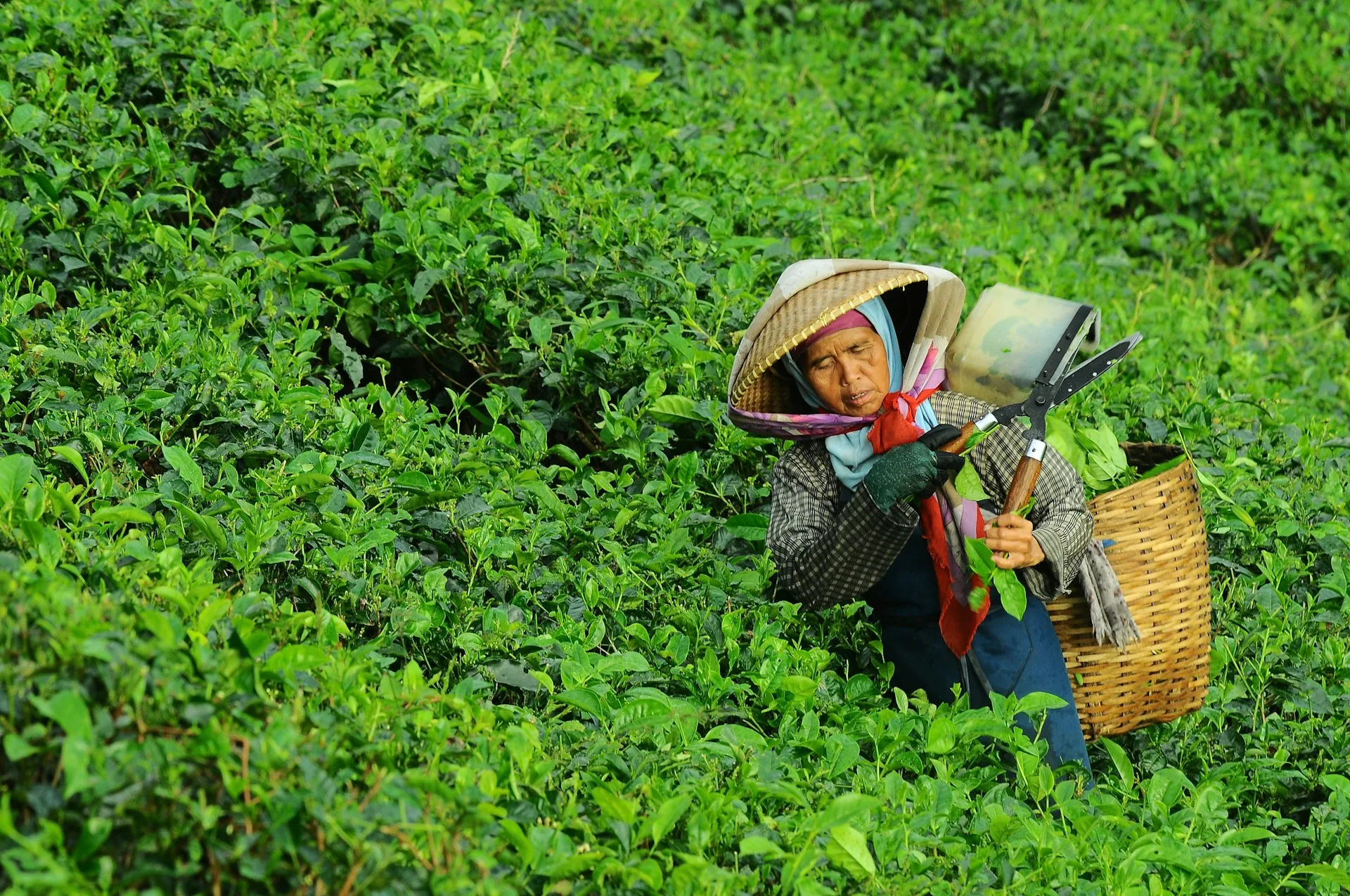 kebun teh wonosari 