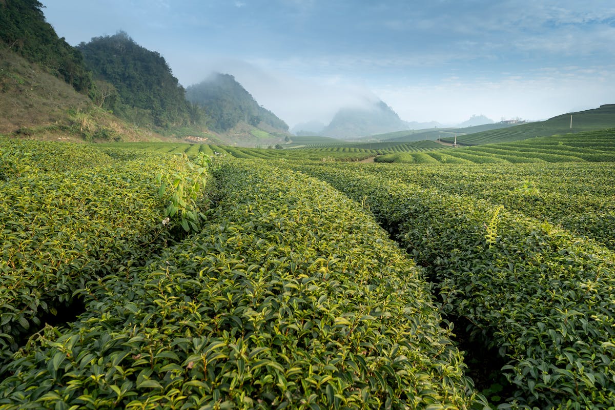 kebun teh