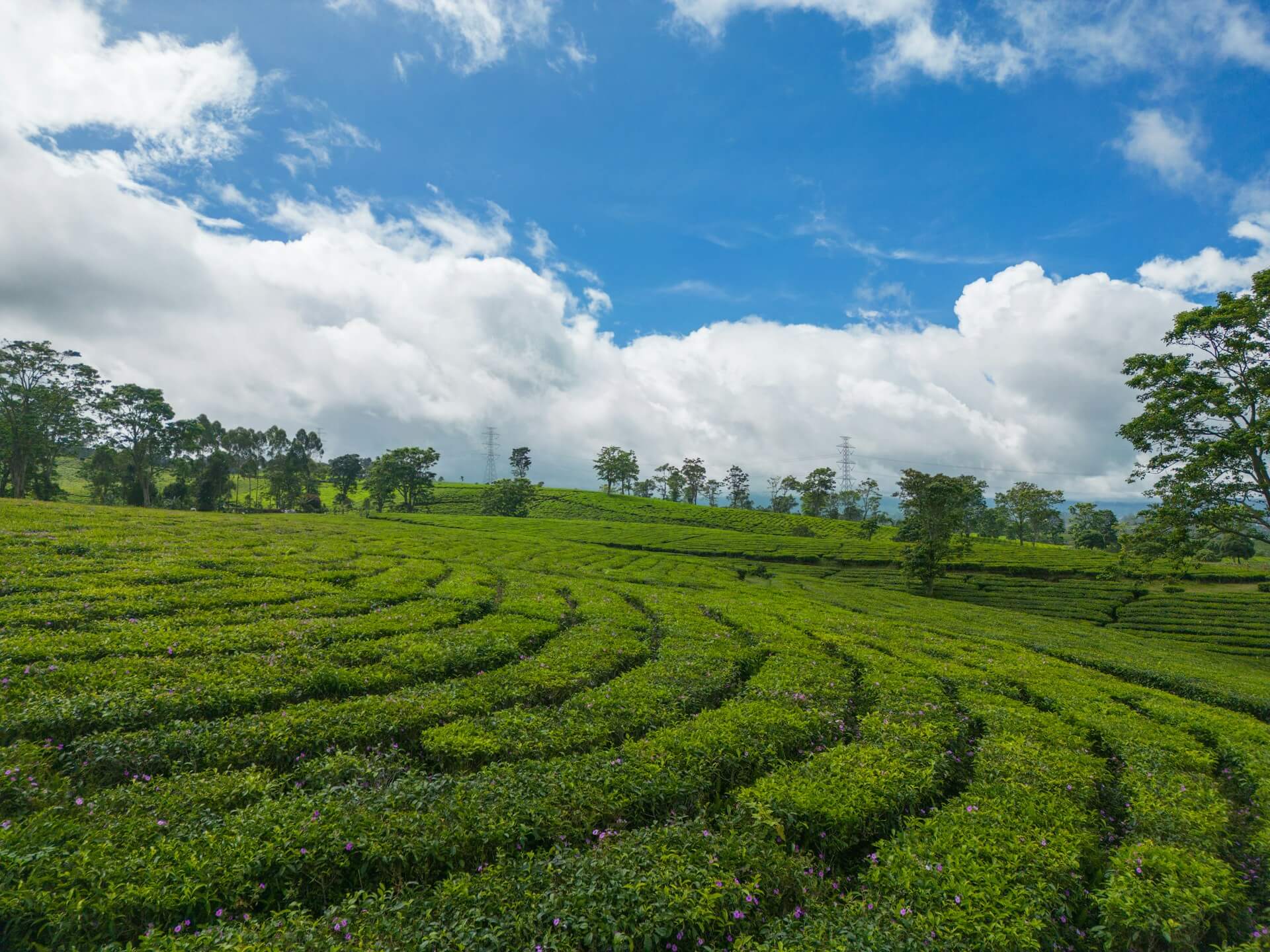 lembang - Rekomendasi Tempat Bulan Madu Indonesia (3)