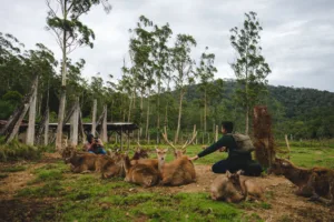 liburan keluarga di Bandung, ranca upas