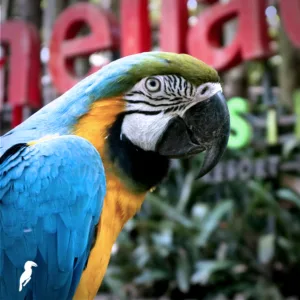 liburan keluarga di bandung, bird pavilion bandung