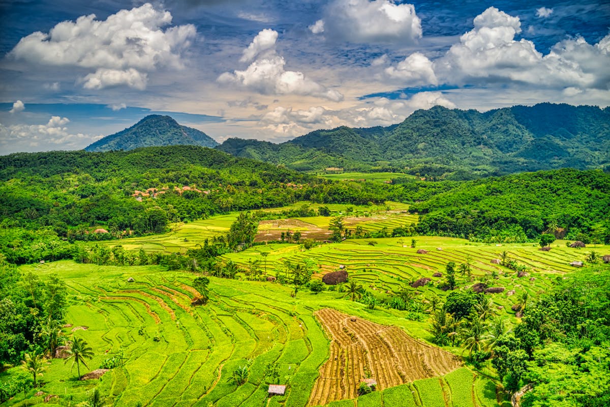 sawah, musim di indonesia