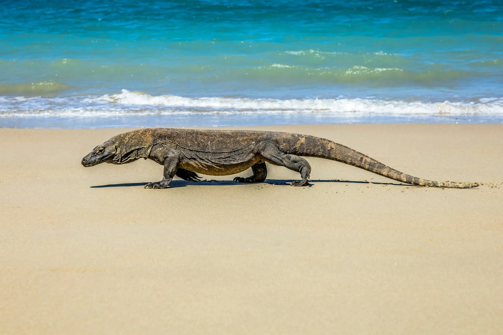 taman nasional komodo, pulau komodo