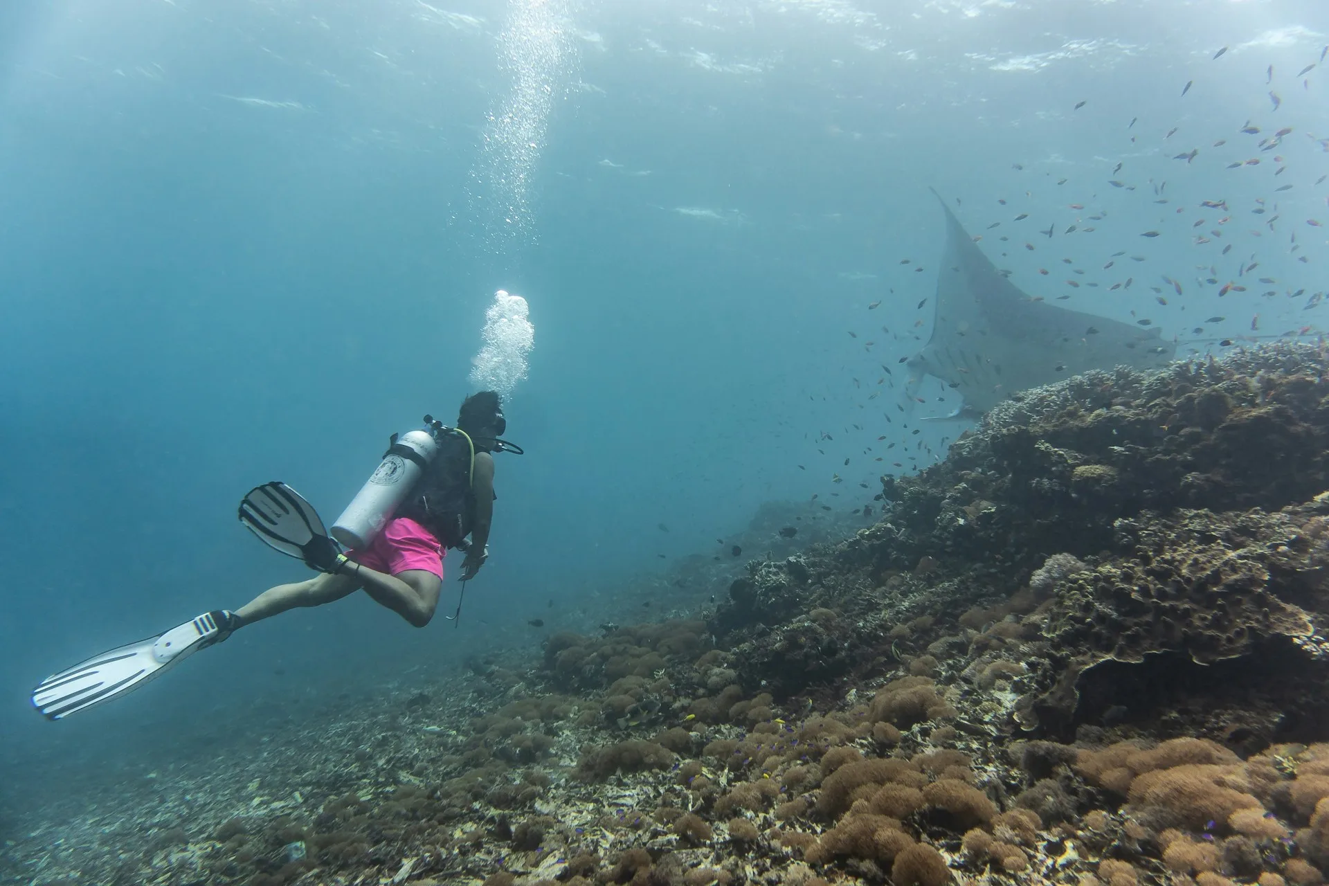 diving, snorkeling, taman nasional komodo