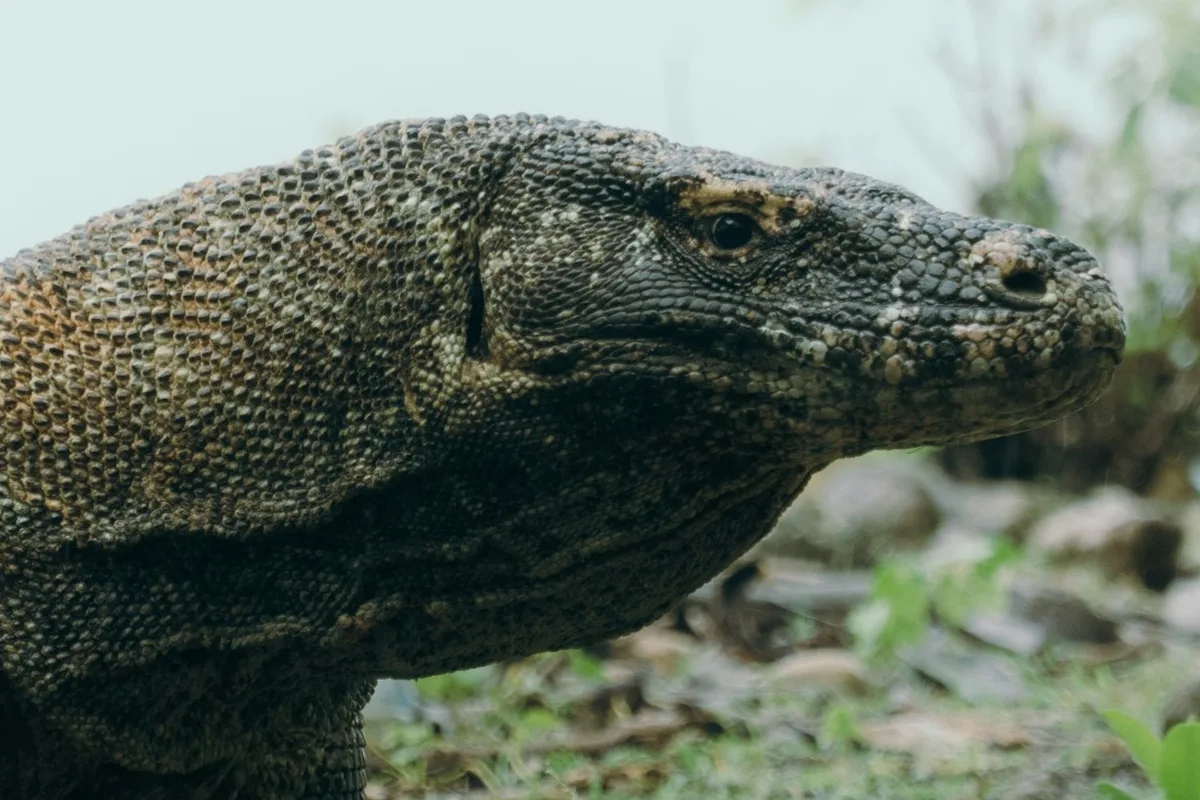 taman nasional komodo