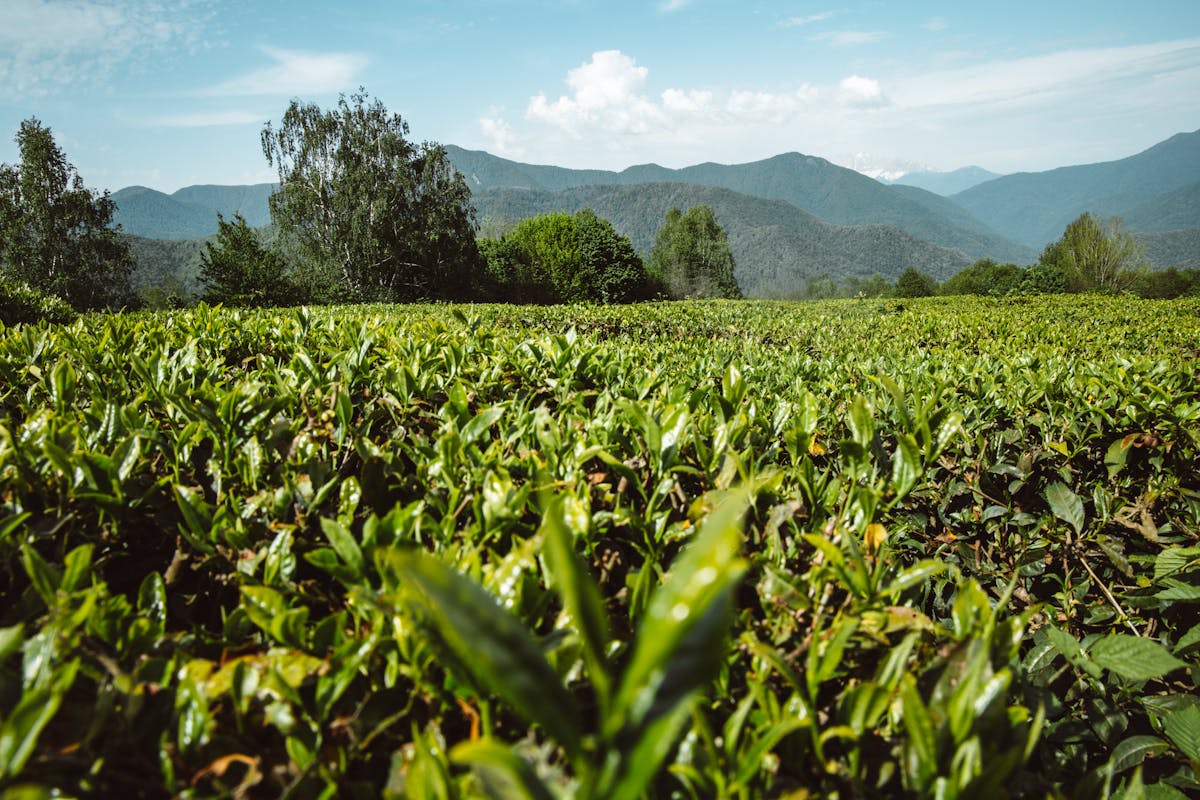 kebun teh