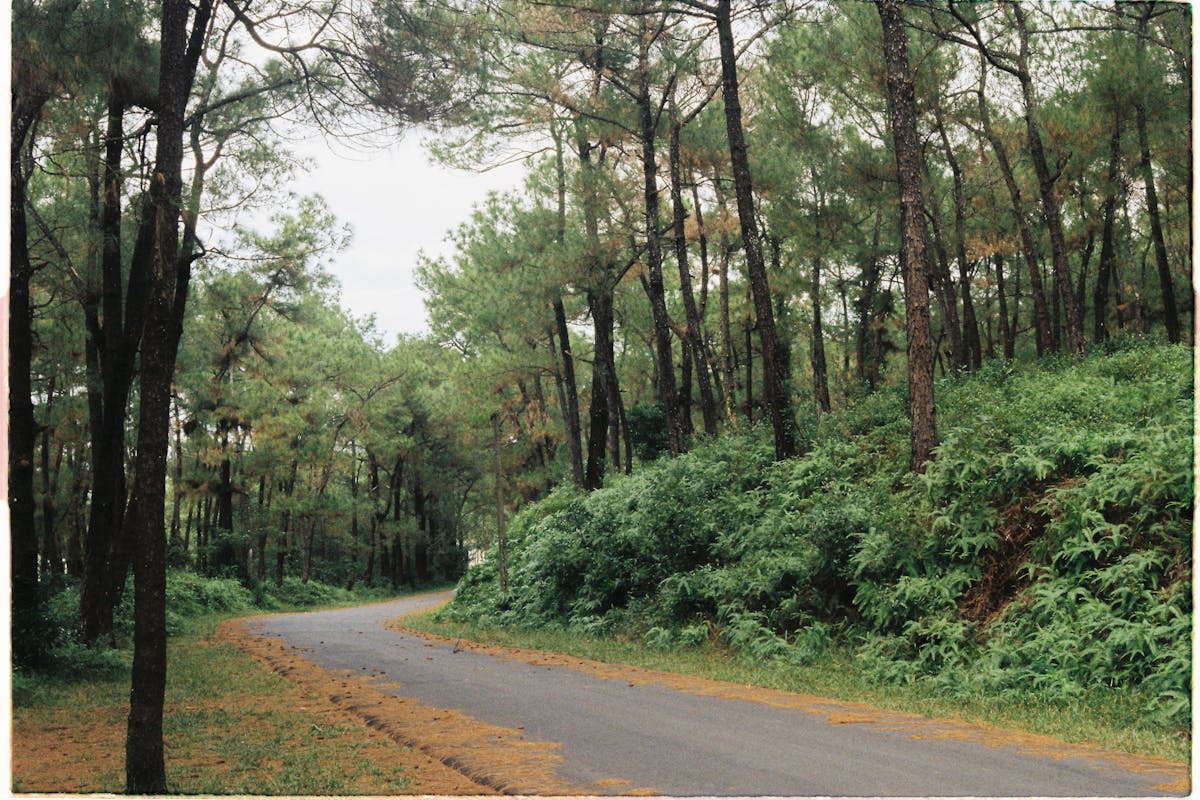 akses menuju waikuri lagoon, hutan pinus