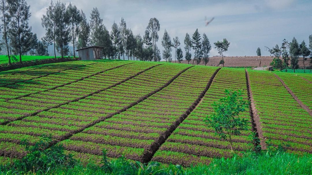 brakseng, liburan di malang