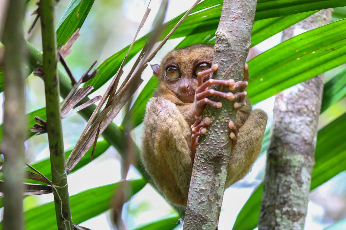 Taman Margasatwa Tandurusa, tarsius