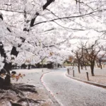 sakura, cherry blossom, paket wisata jepang 2025