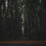 Taman Nasional Alas Purwo