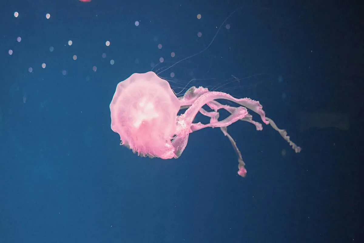 Jakarta Aquarium, tempat liburan keluarga di jakarta