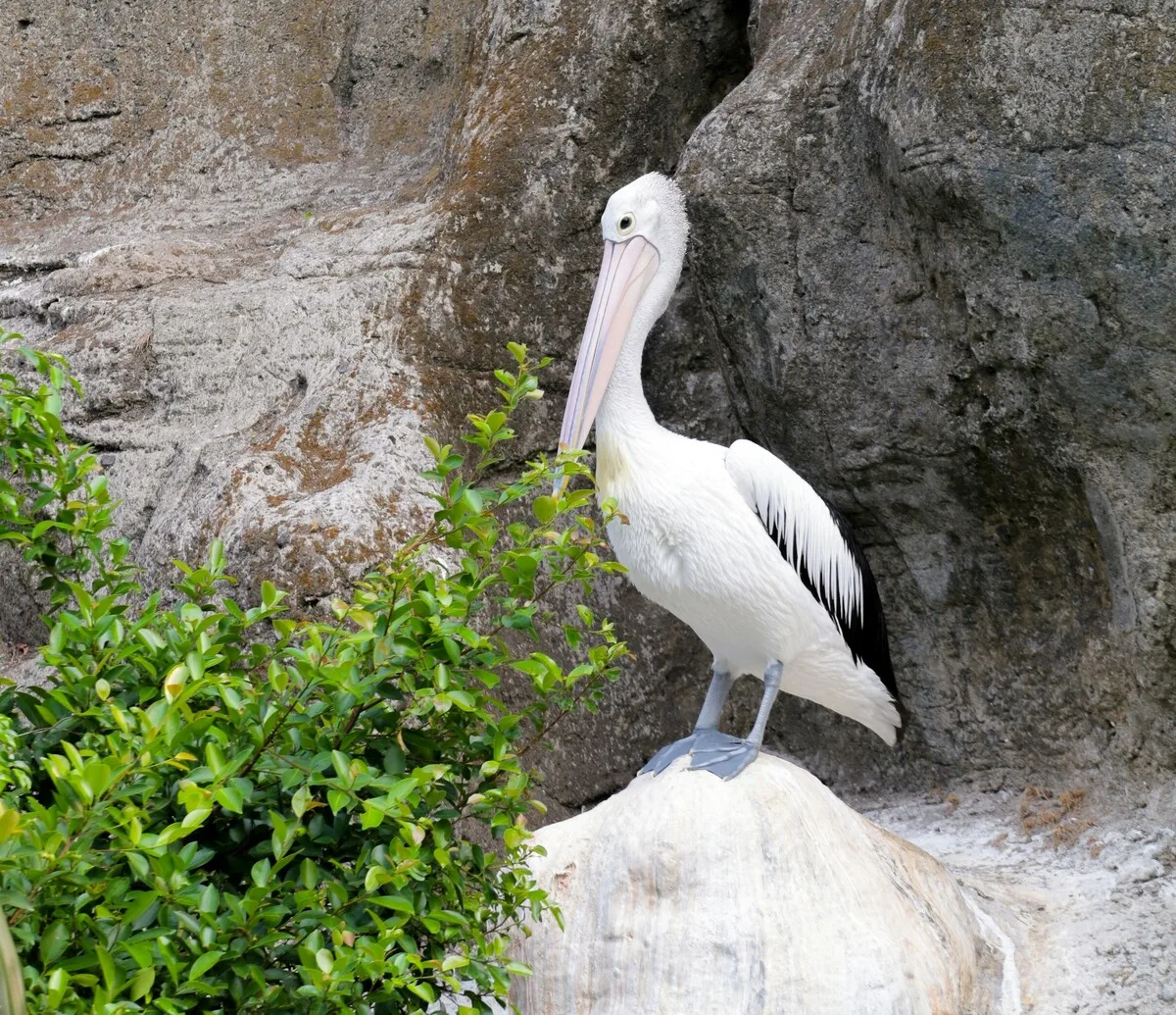 Kebun Binatang Ragunan