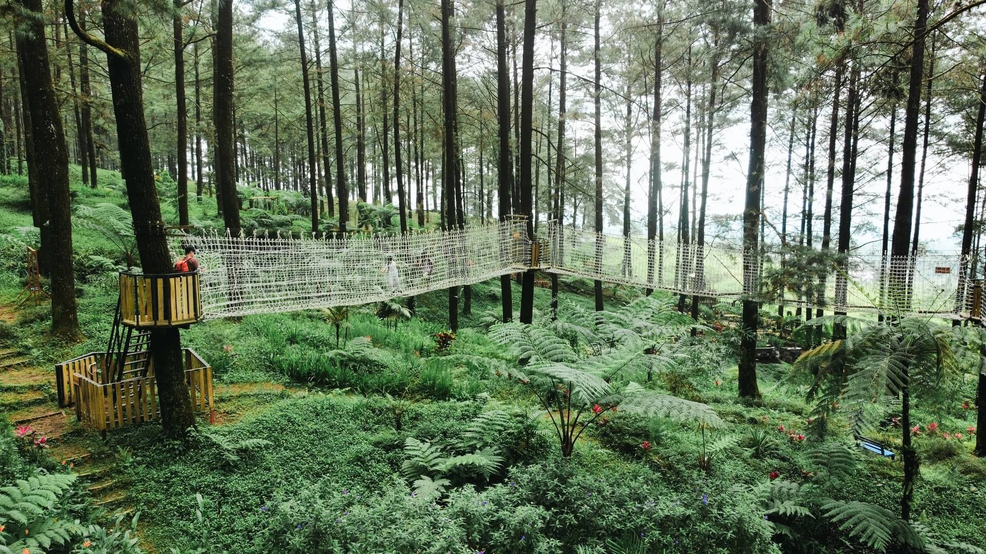 Hutan Pinus Limpakuwus
