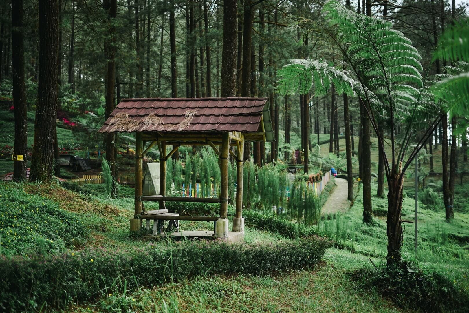 Hutan Pinus Limpakuwus