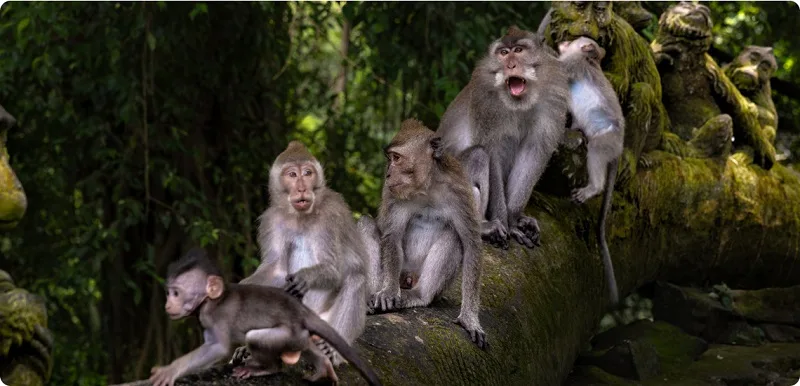 ubud monkey forest 2