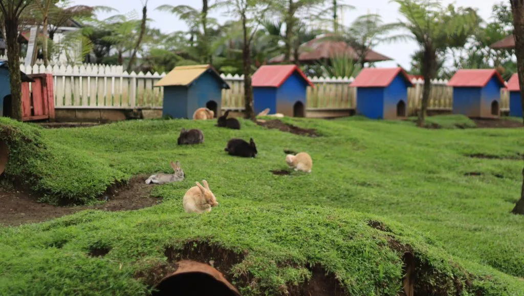 dlas purbalingga taman kelinci