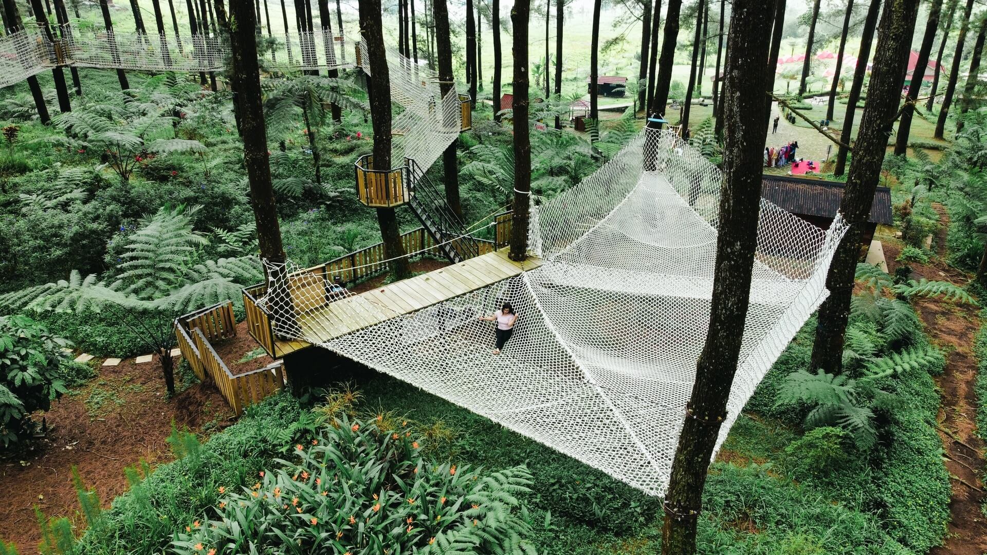 Hutan Pinus Limpakuwus