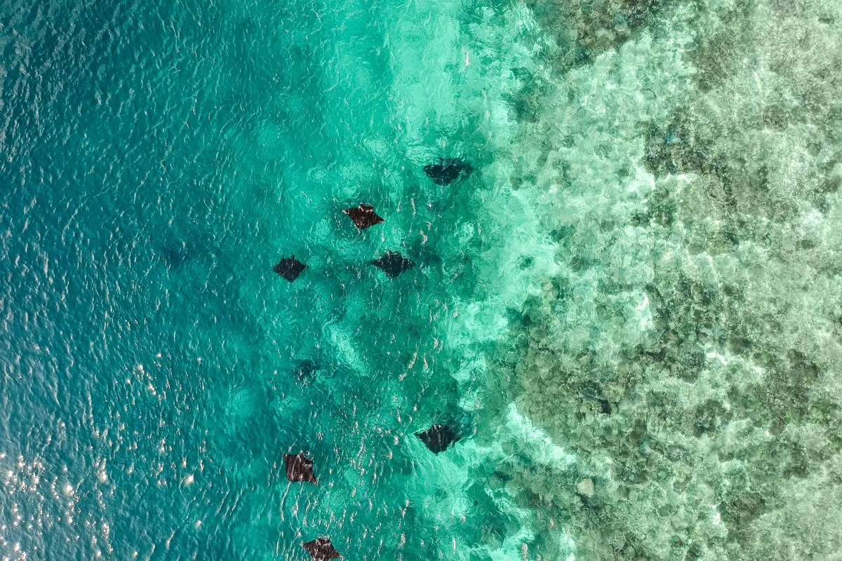 manta point labuan bajo