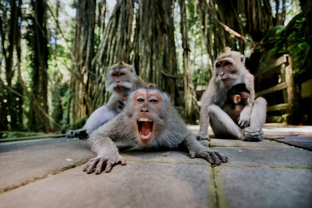 Ubud Monkey Forest - Sacred Forest, things to do in bali with kids