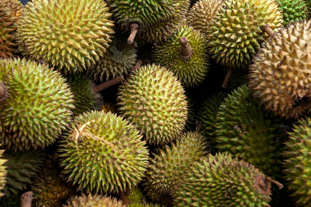 durian medan
