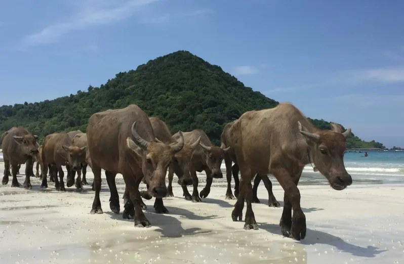 Selong Belanak beach - best time to visit lombok