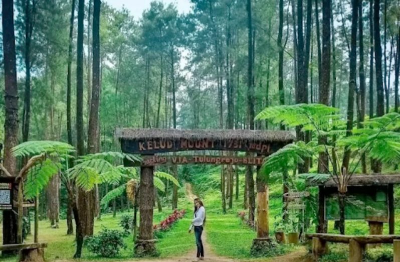 5 Hutan Pinus di Bogor yang Bisa Jadi Destinasi Liburanmu Selanjutnya