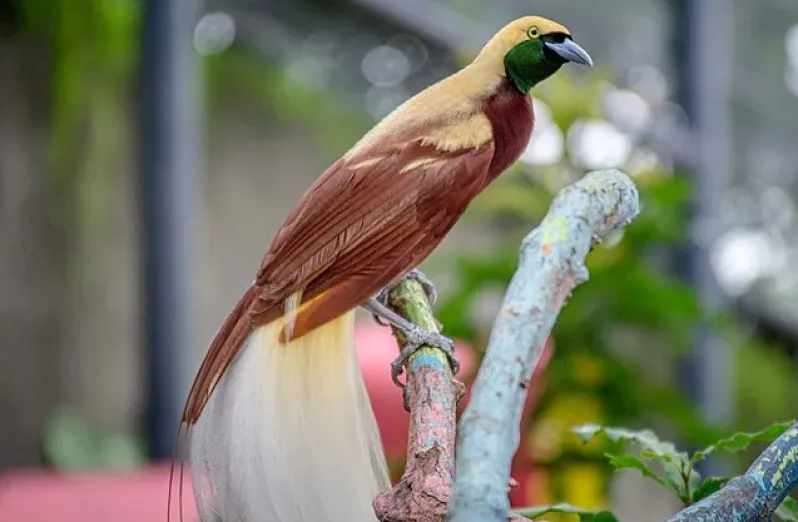 Bird Watching Rhepang Muaif