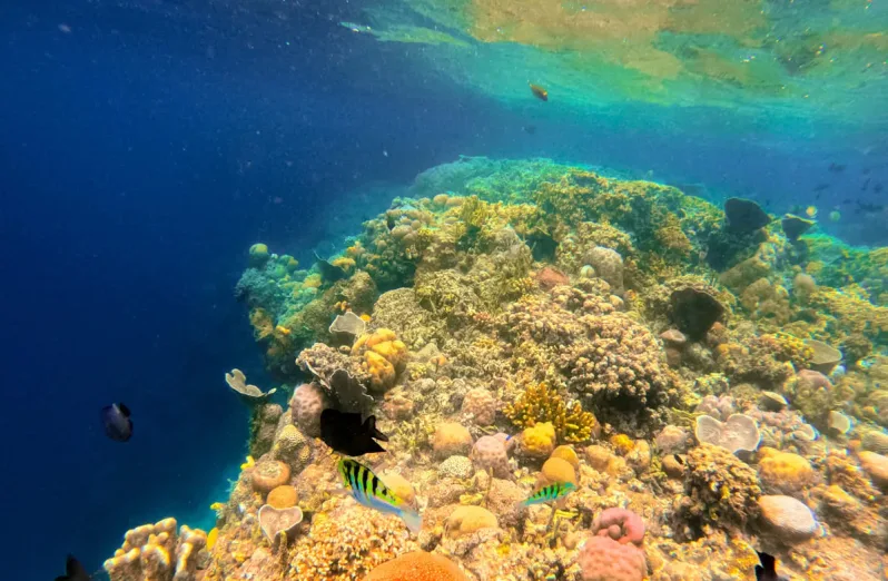 Taman Nasional Bunaken