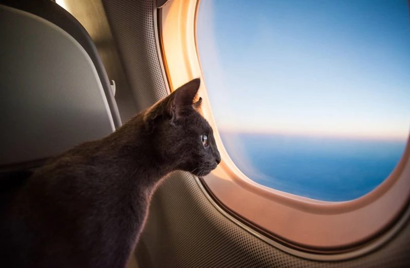 Cara membawa kucing naik pesawat