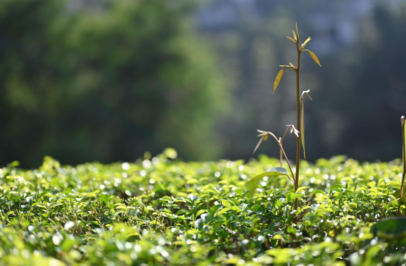 Kebun Teh - 24 jam di sukawana lembang