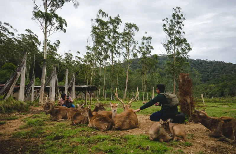 Penangkaran Rusa Kertamanah