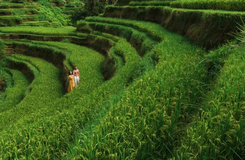 Rice Terrace Trekking Ubud Pererenan
