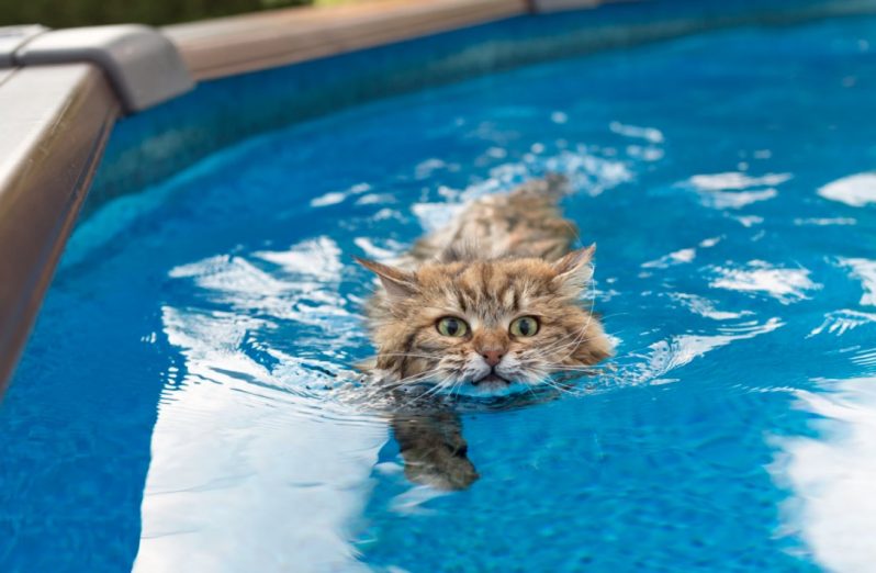 jenis kucing suka main air