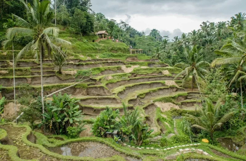 Tegalalang Rice Terrace