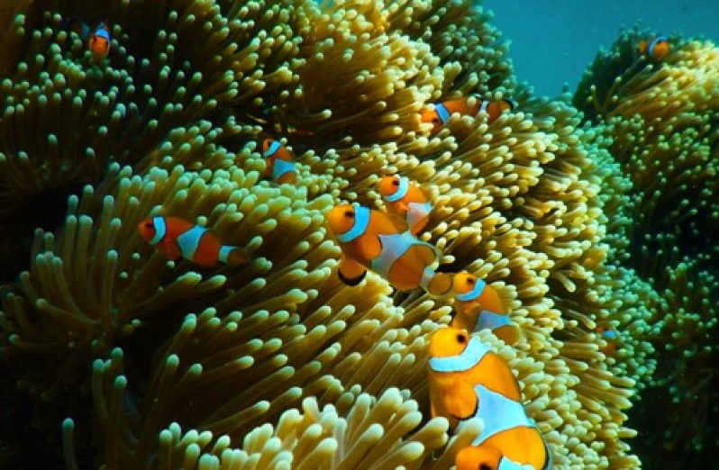 Wisata-Pulau-Pahawang-Spot-Snorkeling-Ikan-Finding-Nemo