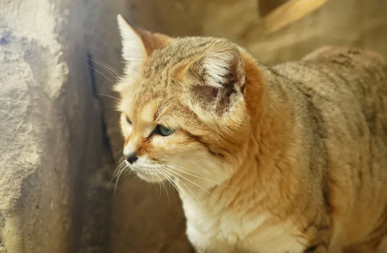 fakta kucing sand cat