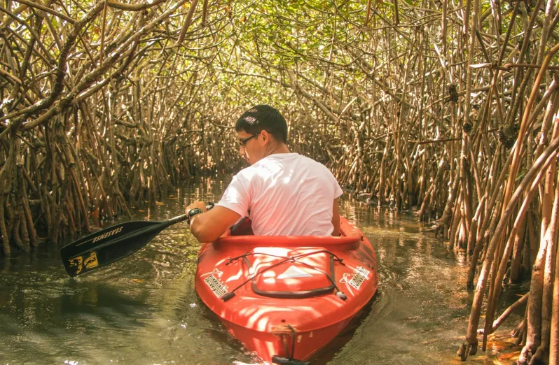 mangrove graha indah di kalimantan timur