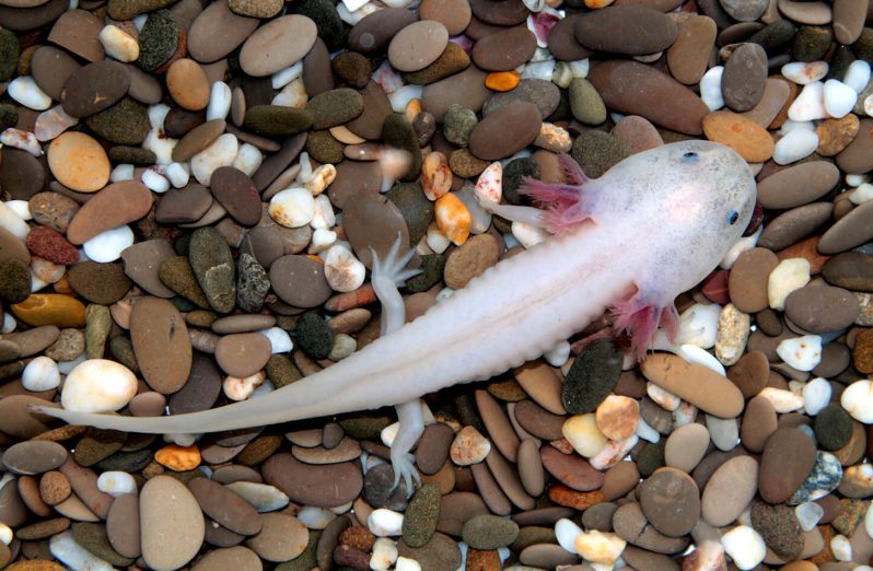Axolotl - via sandiegozoo.org