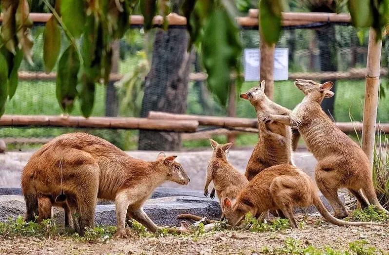 bermain ke taman satwa taru jurug