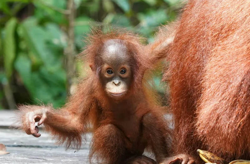 breakfast with orangutans in bali