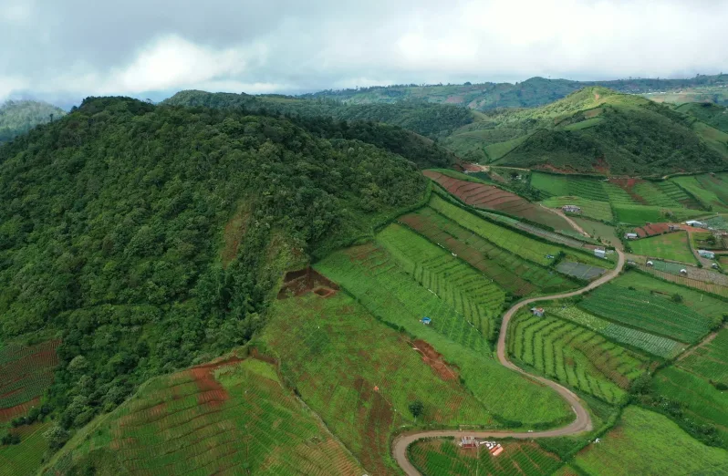 bukit kuneer kebun teh wonosari