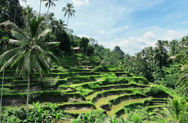 ceking rice terrace, tegalalang rice terrace