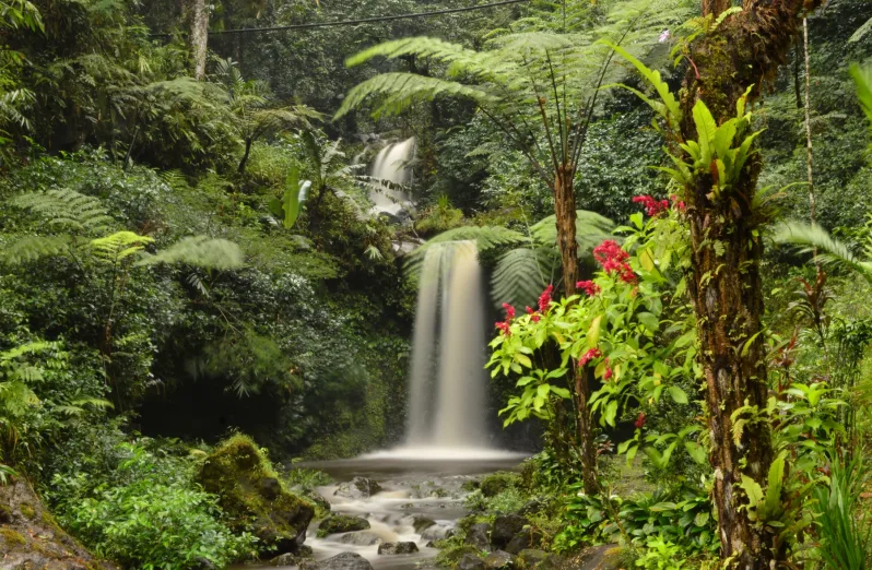 Photo: Kebun Raya Baturraden