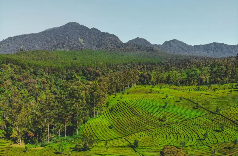 5 kebun teh terindah indonesia